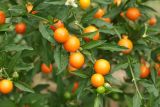 Solanum pseudocapsicum. Части ветвей с созревающими плодами. Краснодарский край, г. Сочи, Центральный р-н, в культуре. 18.08.2018.