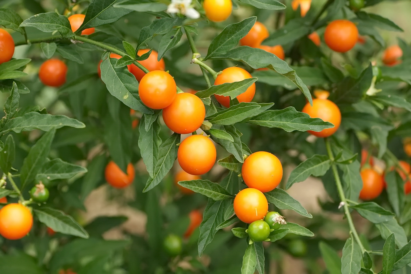 Изображение особи Solanum pseudocapsicum.