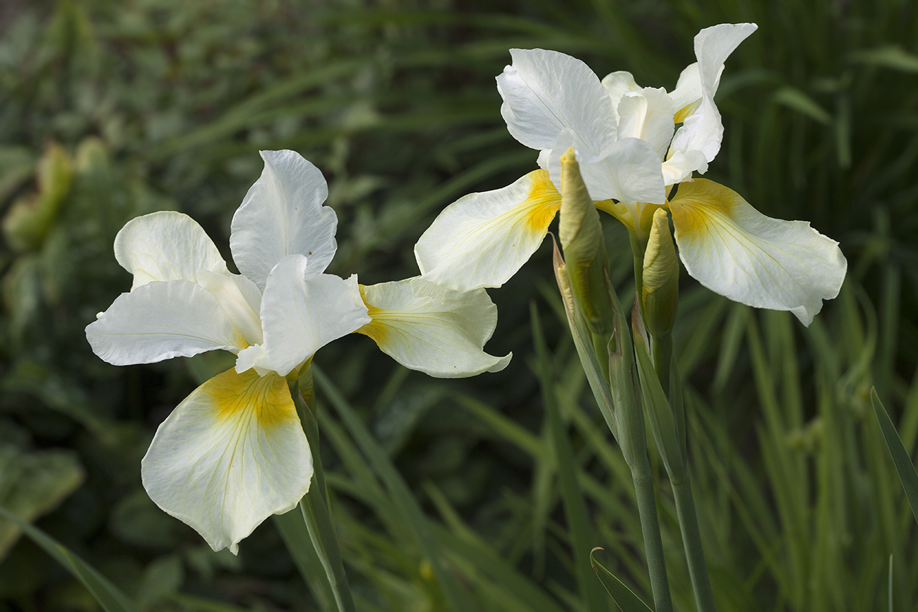 Image of Iris sibirica specimen.