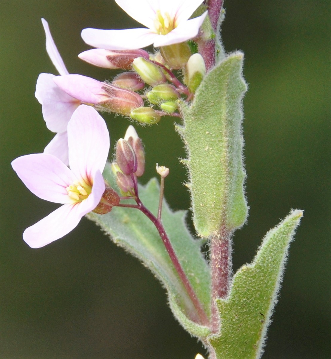 Изображение особи Arabis purpurea.