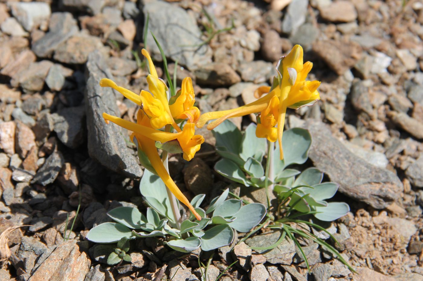 Изображение особи Corydalis sewerzowii.