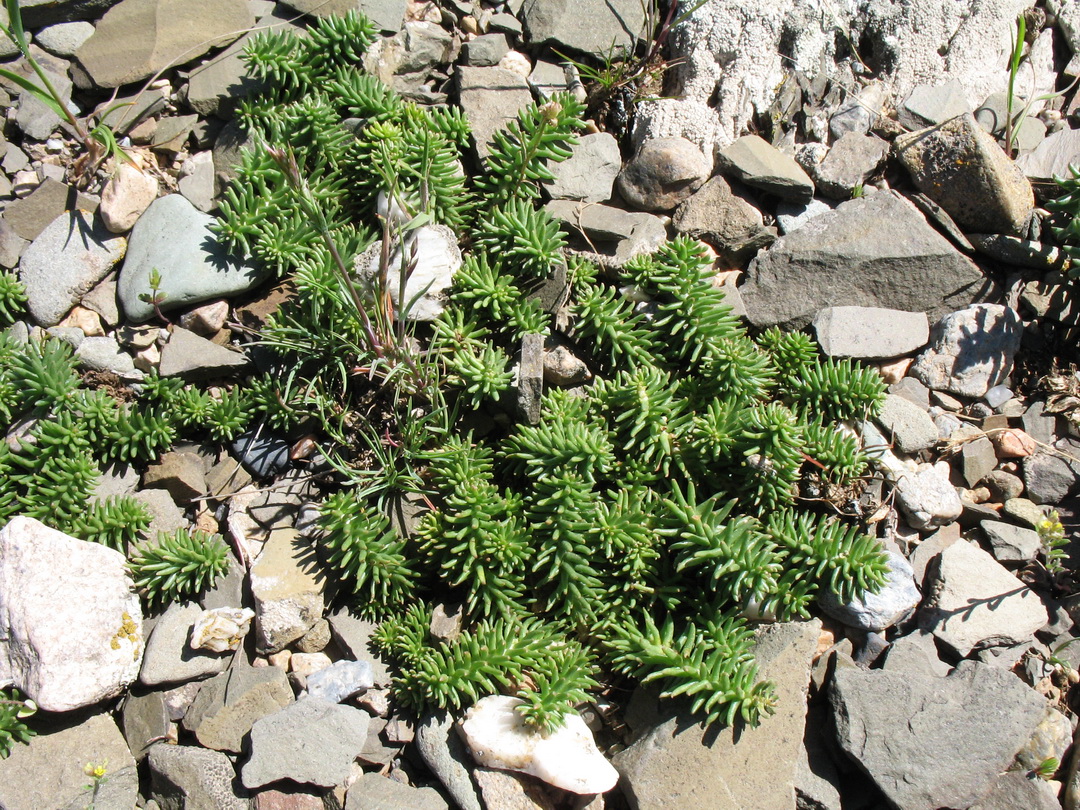 Image of Pseudosedum karatavicum specimen.