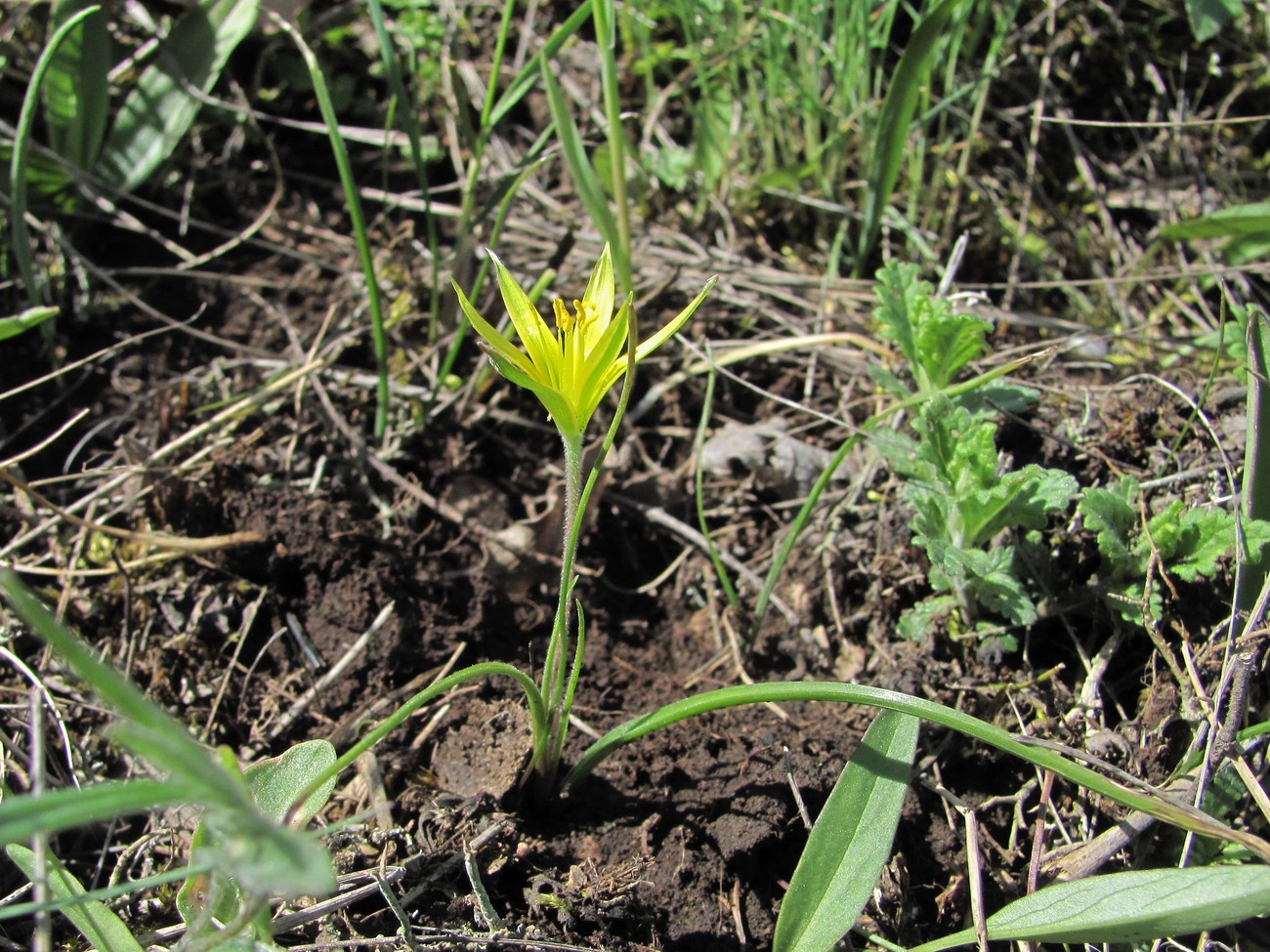 Image of genus Gagea specimen.