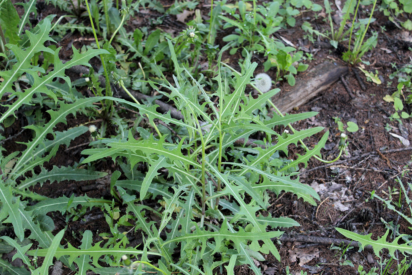 Image of Lactuca tatarica specimen.