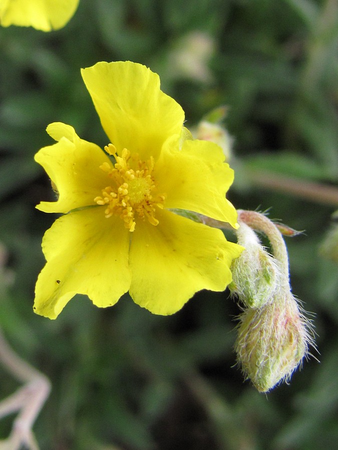 Image of Helianthemum orientale specimen.