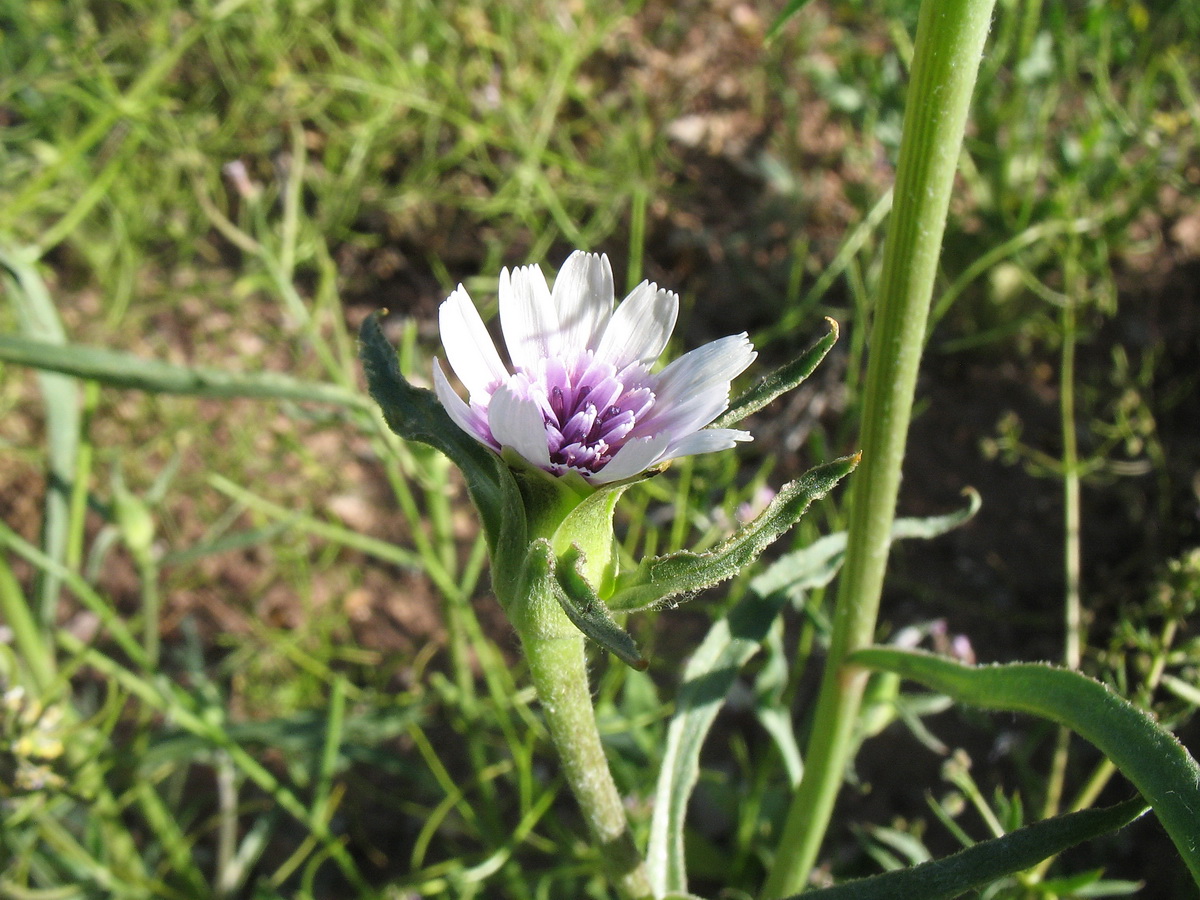 Изображение особи Epilasia mirabilis.