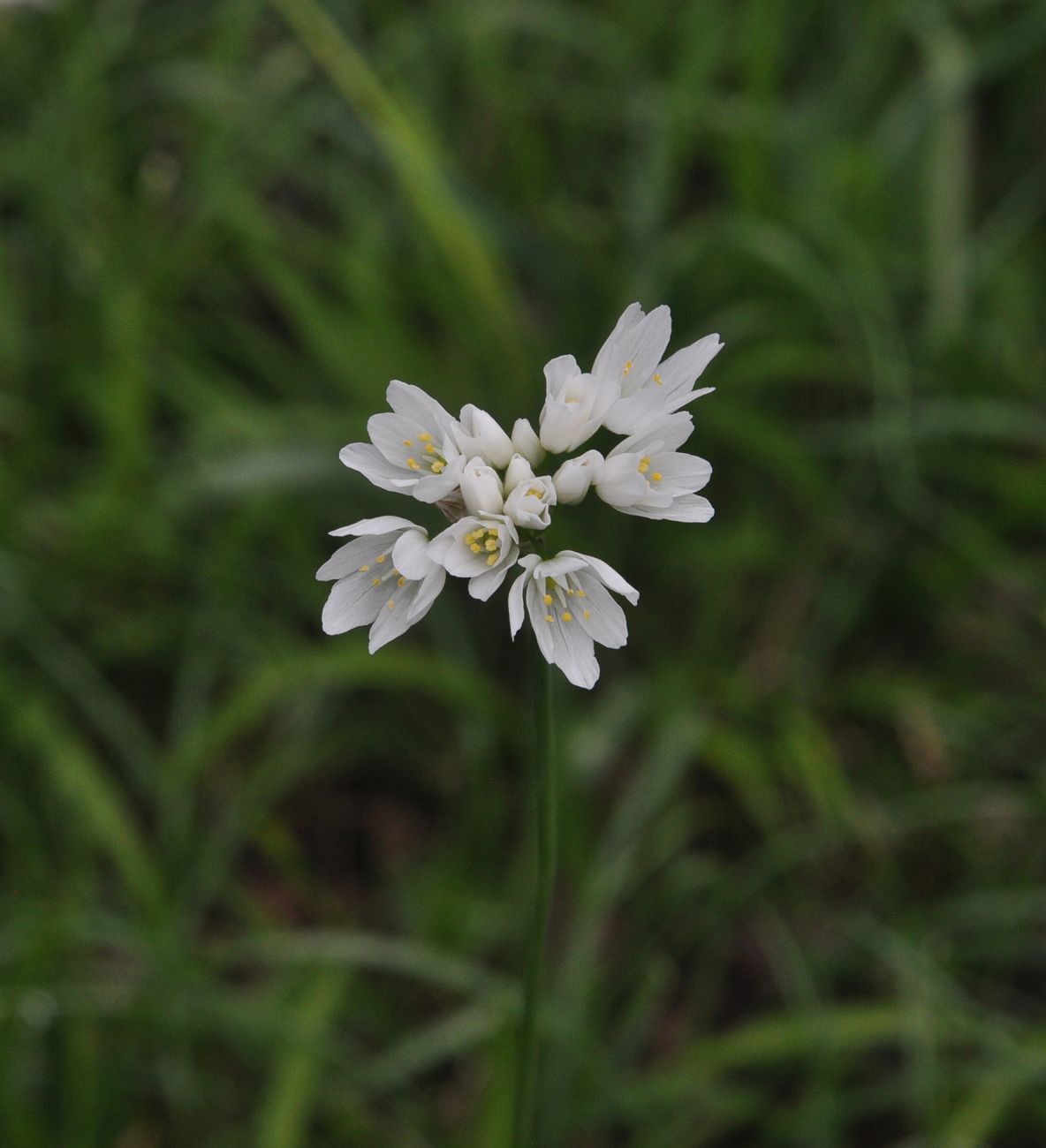 Изображение особи Allium zebdanense.