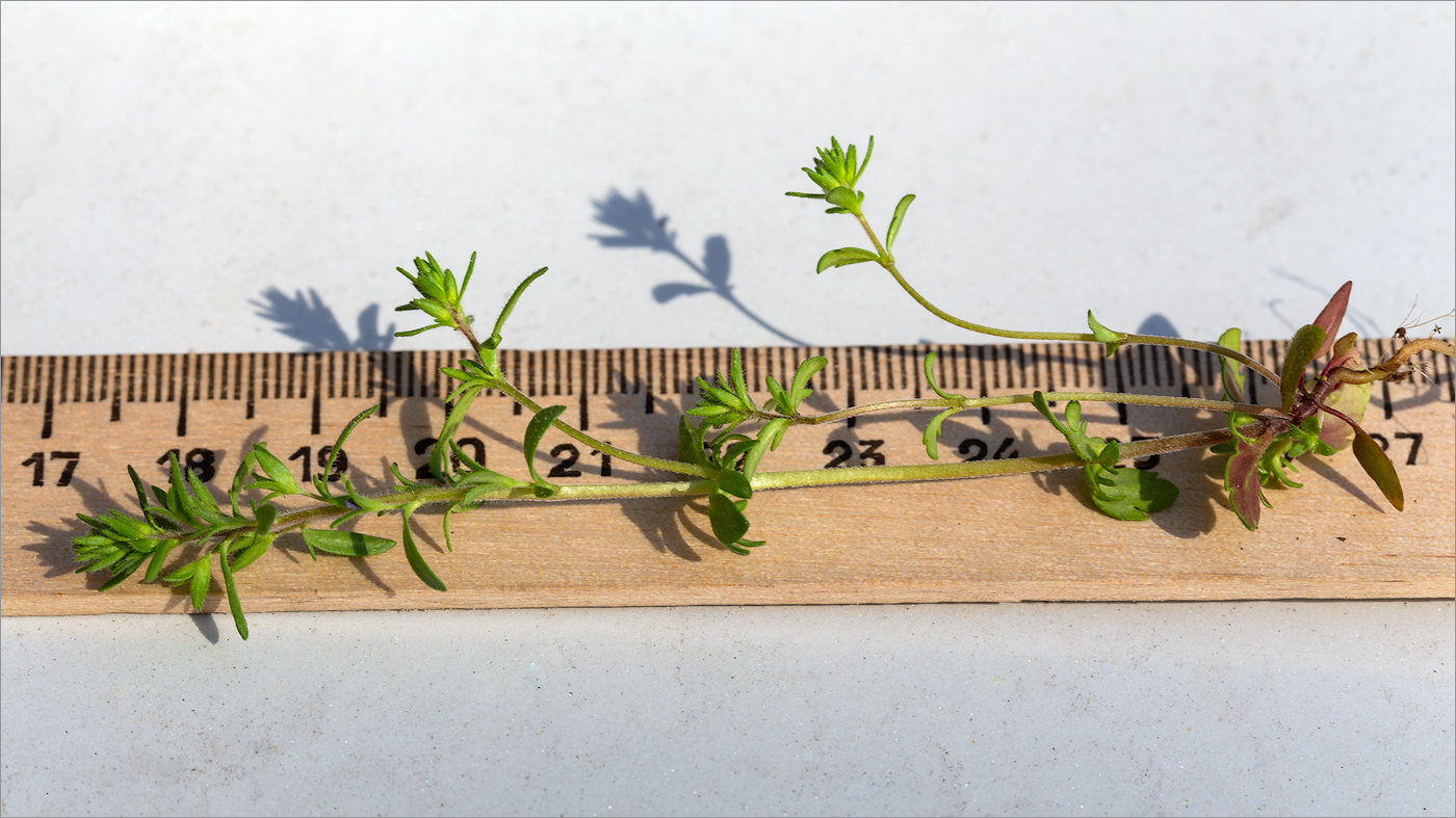 Image of Veronica verna specimen.