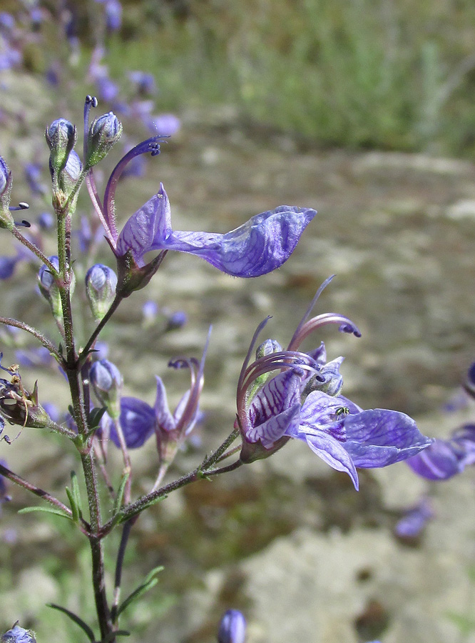 Изображение особи Teucrium orientale.