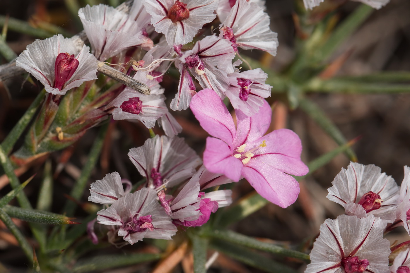 Image of genus Acantholimon specimen.