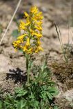 Corydalis gortschakovii