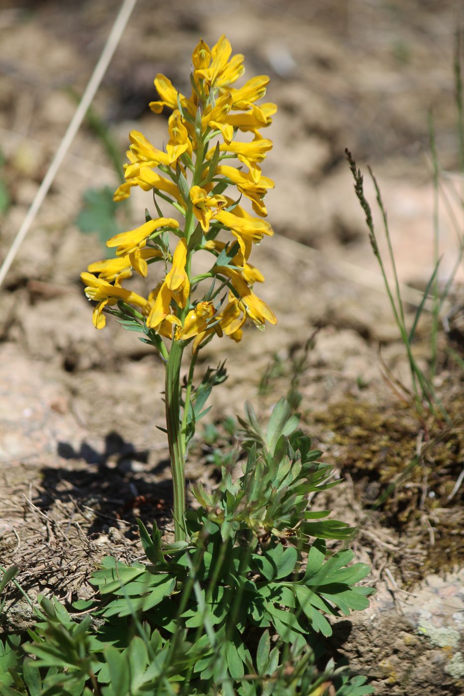 Image of Corydalis gortschakovii specimen.