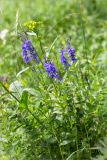 Veronica teucrium. Цветущее растение. Ленинградская обл., Волосовский р-н, окр. дер. Донцо, разнотравный луг в молодом мелколиственном лесу. 16.06.2019.