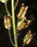 Aconitum septentrionale