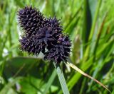 Carex melanocephala. Соплодие. Республика Алтай, Онгудайский р-н, юго-восточный пологий склон г. Вершина Тияхты, осоково-злаковый заболоченный высокогорный луг. 05.07.2010.