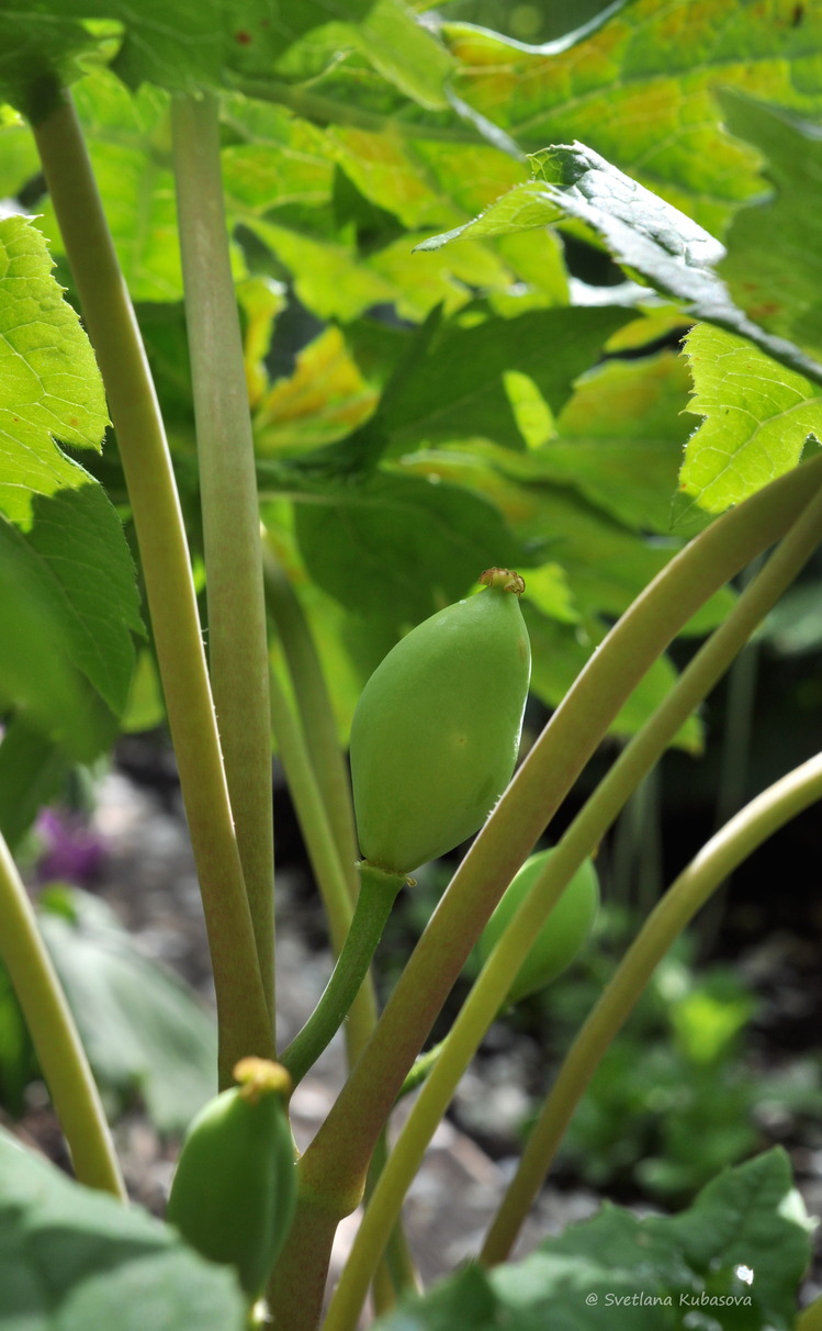 Изображение особи Sinopodophyllum hexandrum.