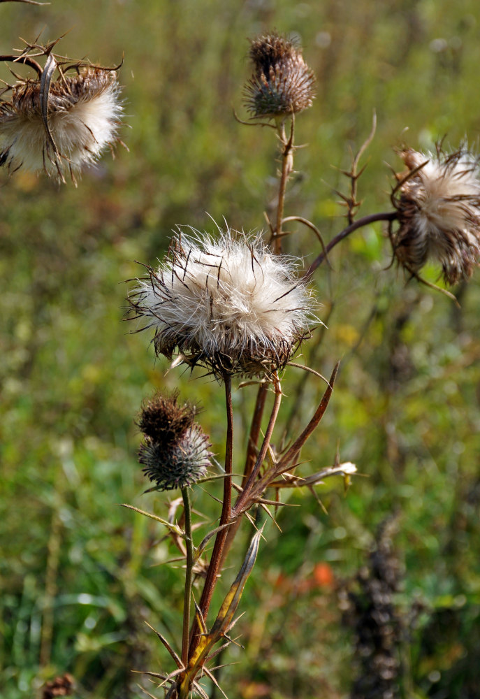 Изображение особи Cirsium vulgare.