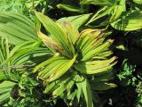 Veratrum lobelianum