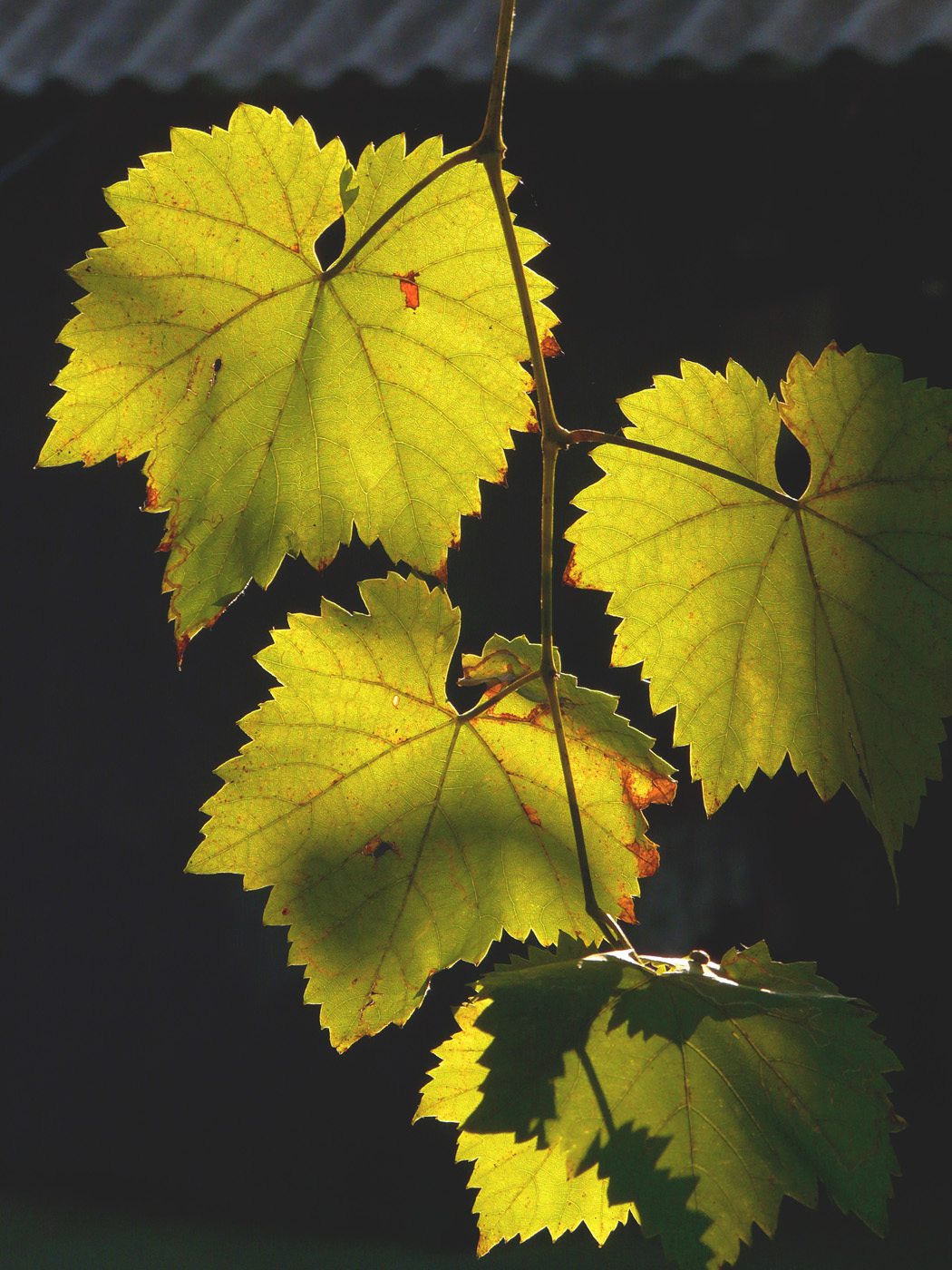 Image of Vitis &times; bacoi specimen.