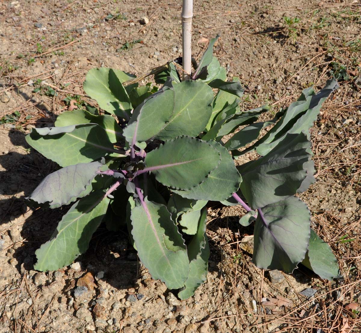 Image of Brassica hilarionis specimen.