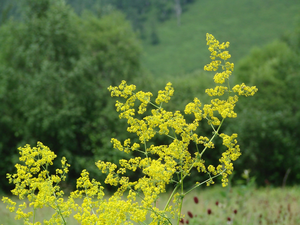 Изображение особи Galium verum.