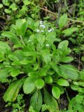 Myosotis latifolia. Цветущее растение. США, Калифорния, Сан-Франциско, в природном парке. 15.02.2017.