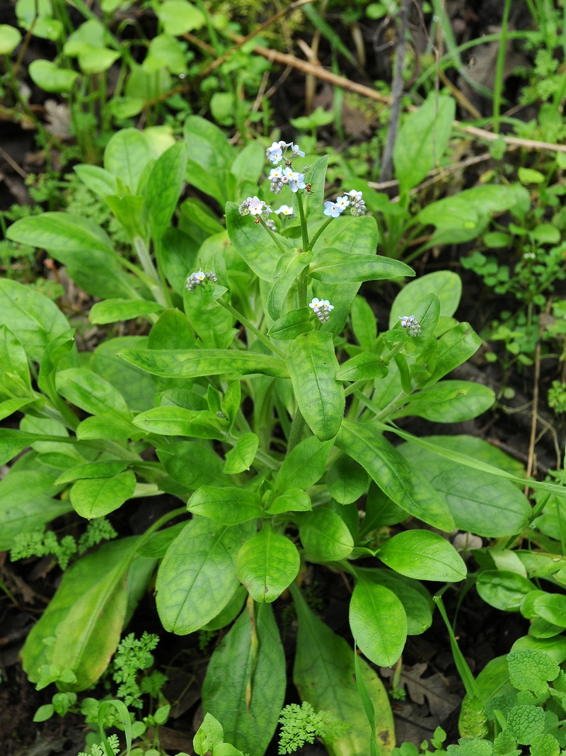 Image of Myosotis latifolia specimen.