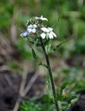 Hesperis подвид pseudonivea