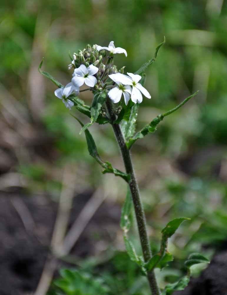 Image of Hesperis sibirica ssp. pseudonivea specimen.