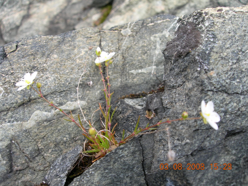 Image of Sagina nodosa specimen.