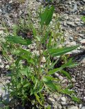 Atriplex gmelinii. Вегетирующее растение. Сахалинская обл., Невельский р-н, побережье. 14.08.2019.
