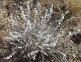 Krascheninnikovia ceratoides