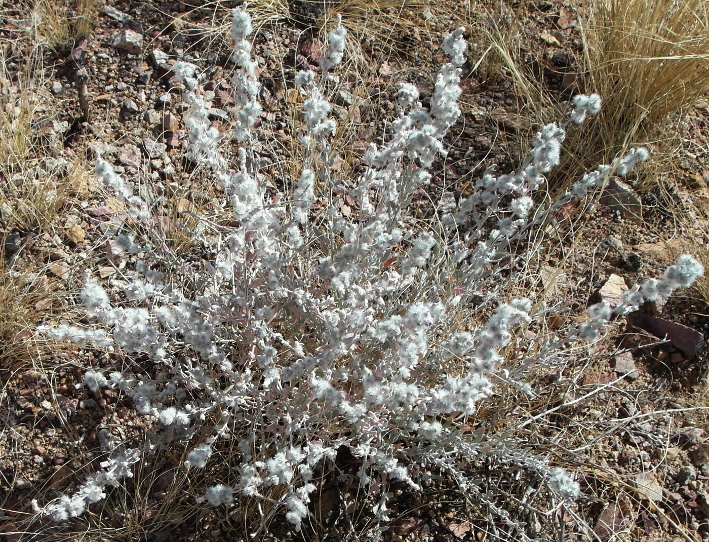 Image of Krascheninnikovia ceratoides specimen.