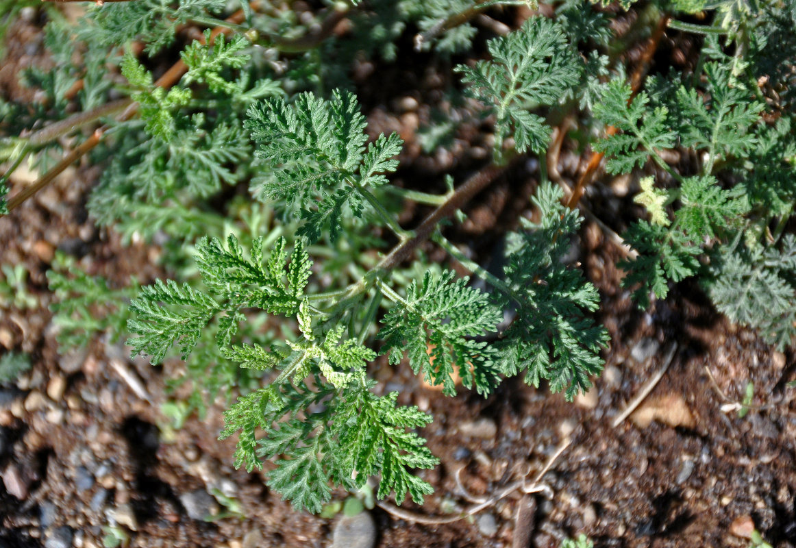 Изображение особи Artemisia santolinifolia.