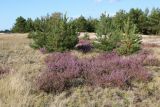 Calluna vulgaris. Заросли цветущих растений на сухом лугу. Псковская обл., Гдовский р-н, окр. дер. Спицино; побережье Чудского оз., прибрежная равнина на озёрных песках, сухой злаковый луг (на месте сосняка?) с отдельными молодыми Pinus sylvestris. 17.08.2019.