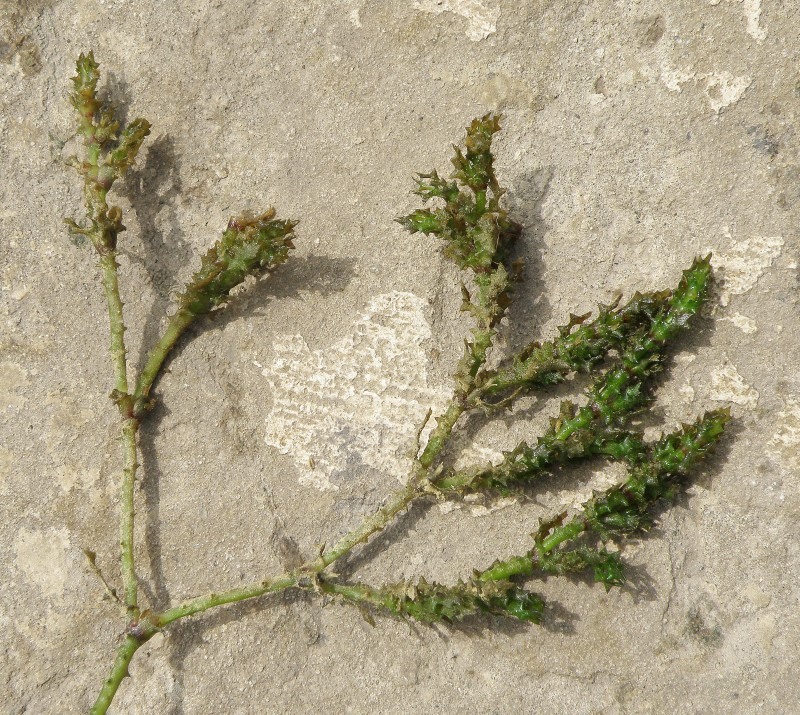 Image of Najas marina ssp. aculeolata specimen.