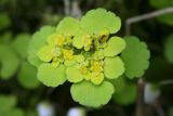 Chrysosplenium alternifolium
