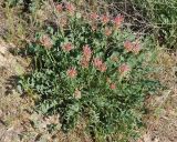 Astragalus platyphyllus