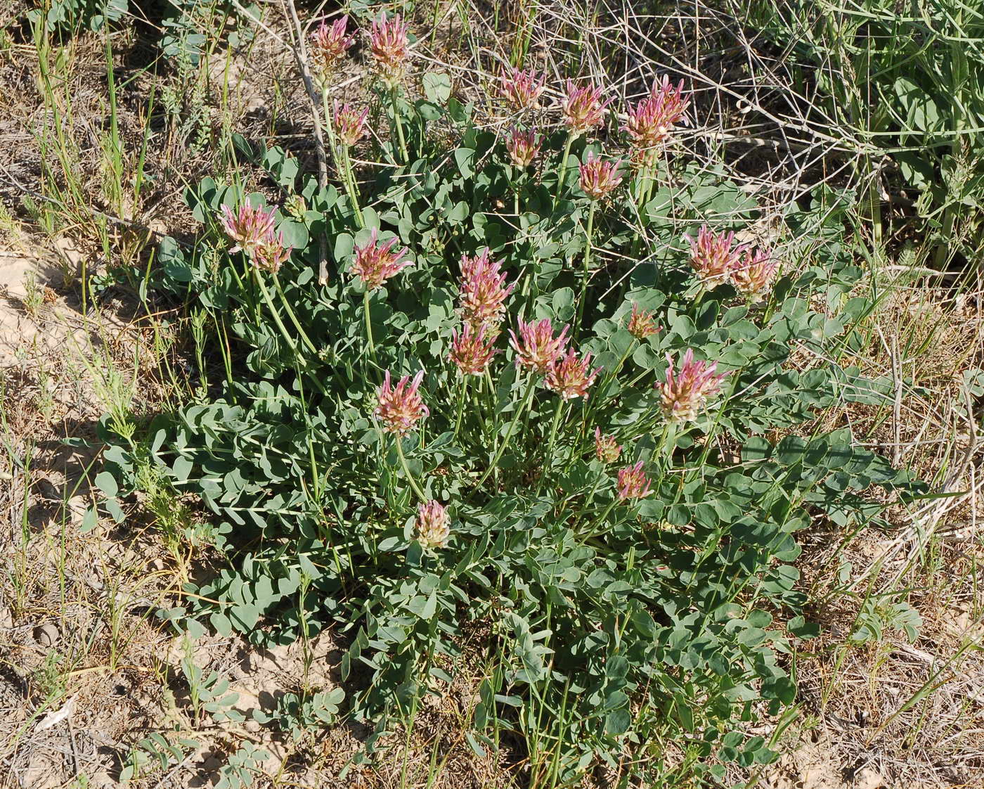 Изображение особи Astragalus platyphyllus.