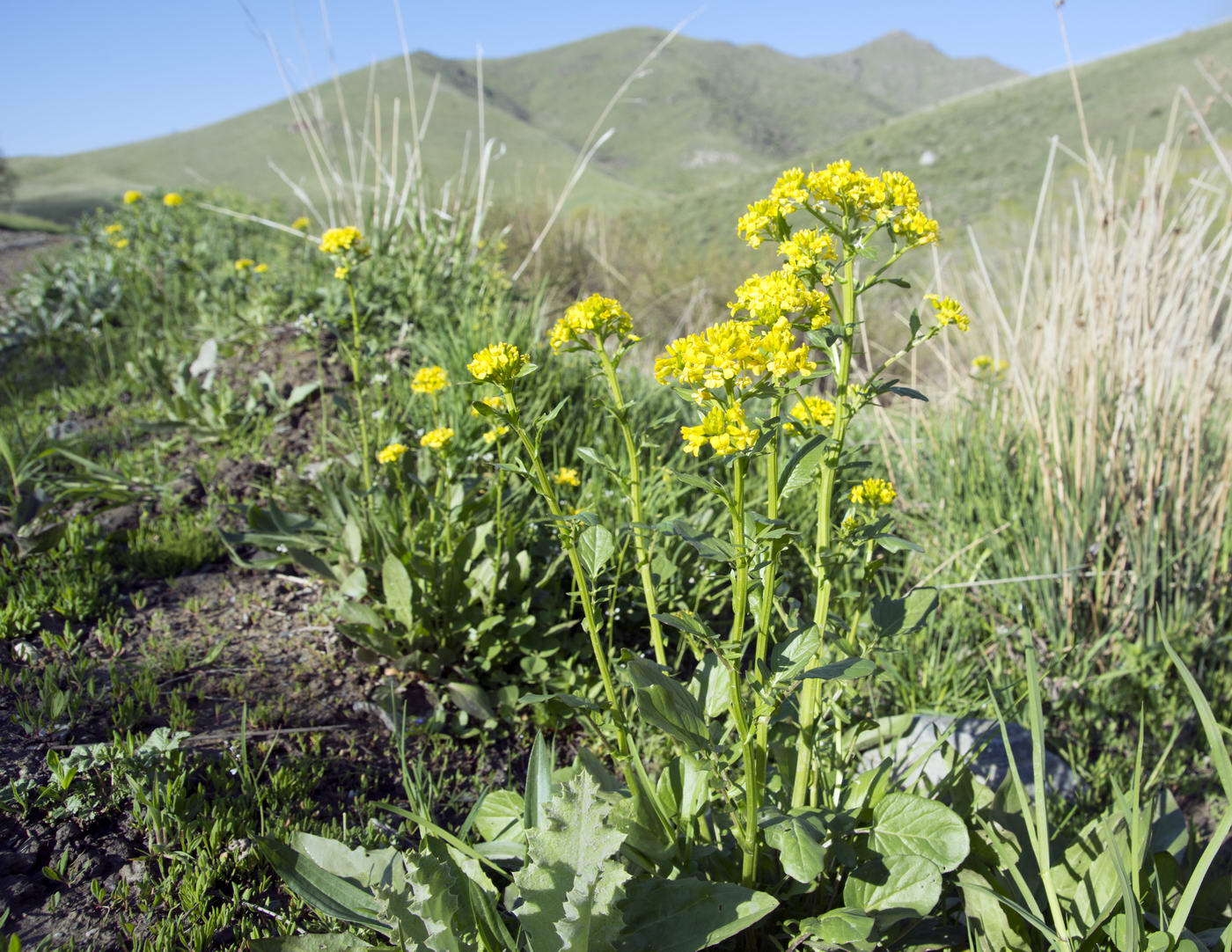 Image of Barbarea vulgaris specimen.