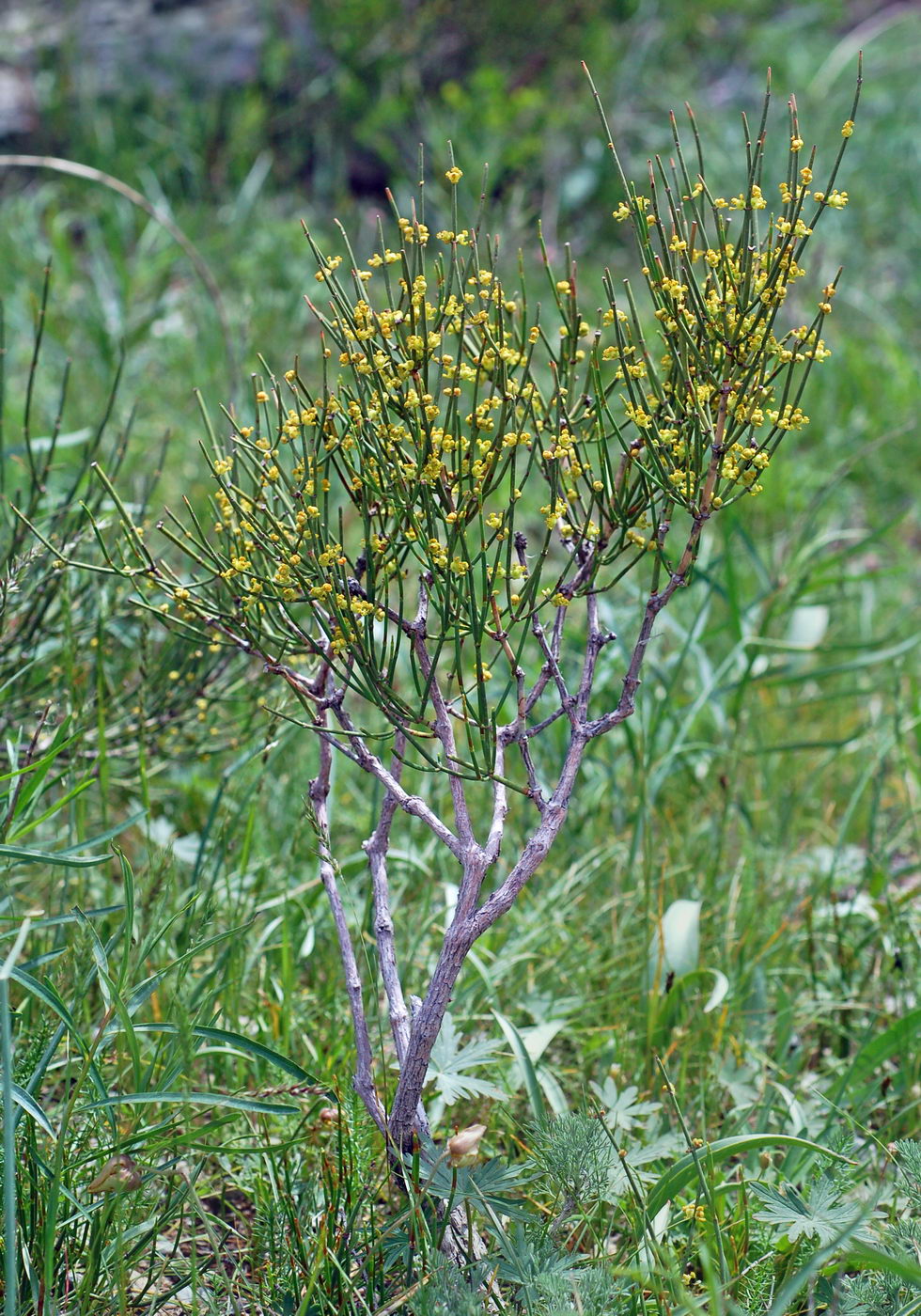 Image of Ephedra equisetina specimen.