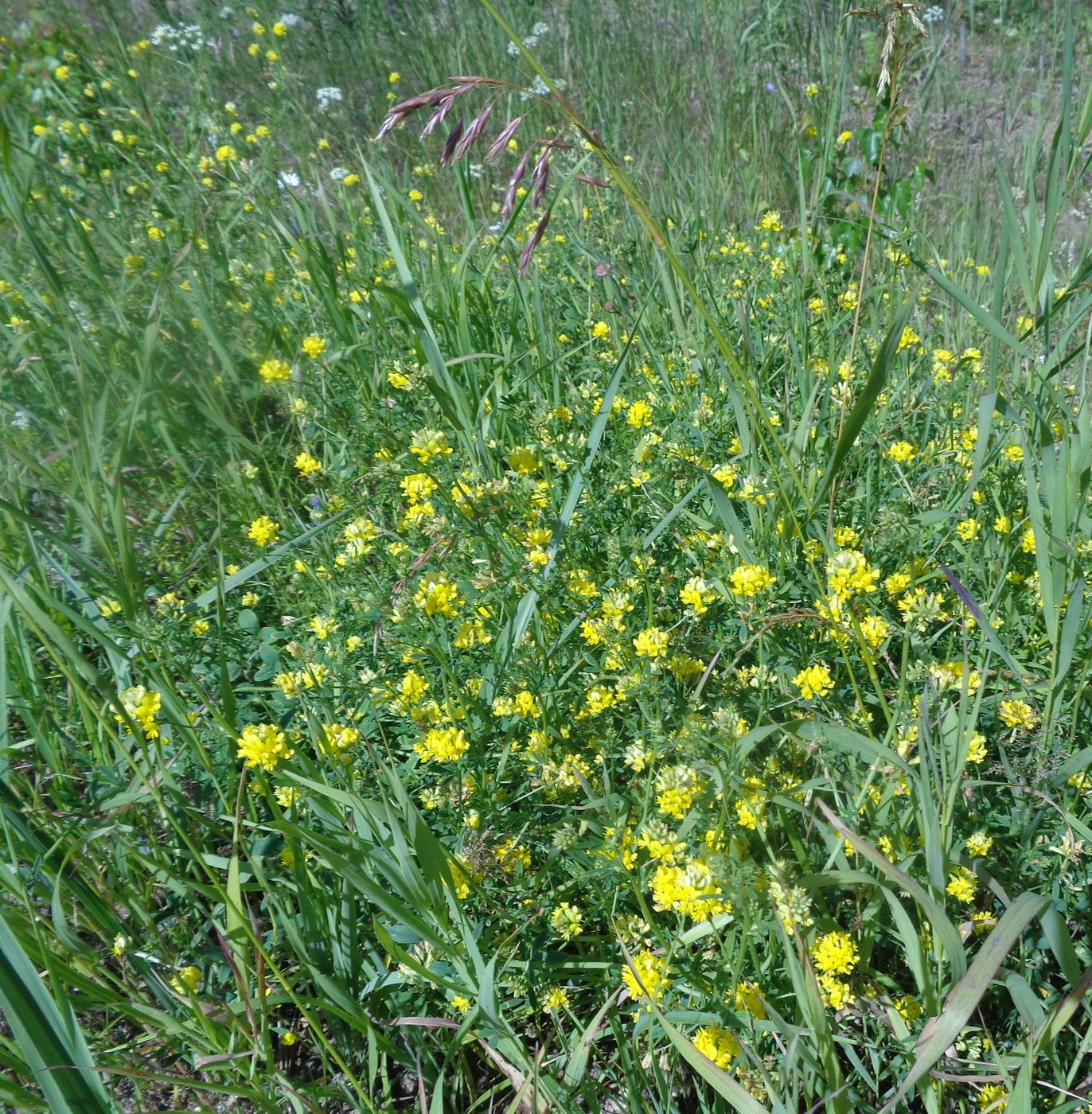 Image of Medicago × varia specimen.