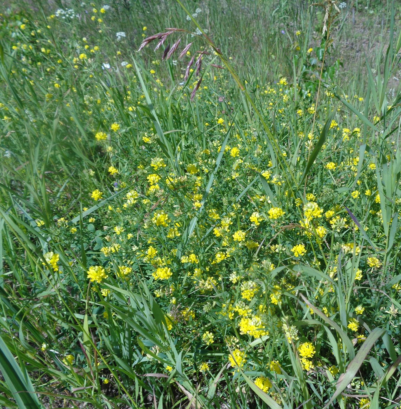 Изображение особи Medicago &times; varia.