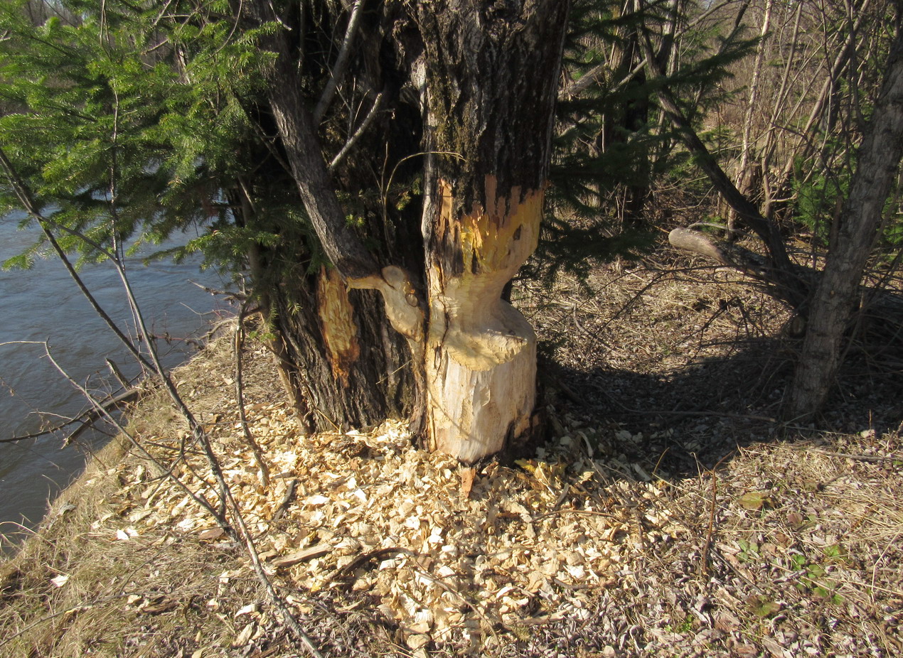 Image of Salix rorida specimen.