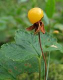 Image of taxon representative. Author is Геннадий Окатов