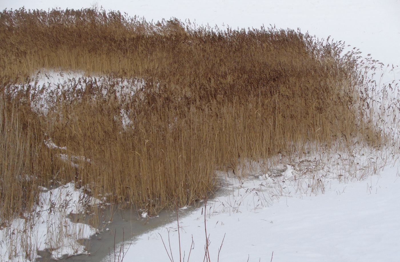 Image of Phragmites australis specimen.