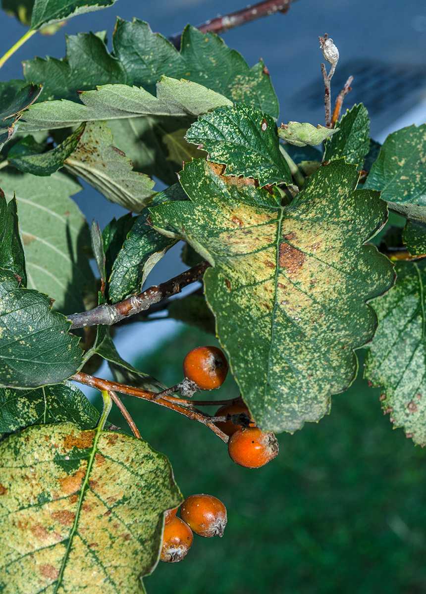 Изображение особи род Sorbus.