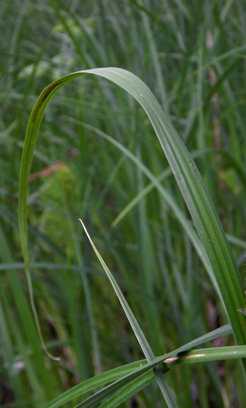 Изображение особи Carex acutiformis.