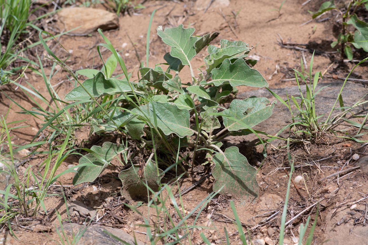 Изображение особи Solanum lichtensteinii.