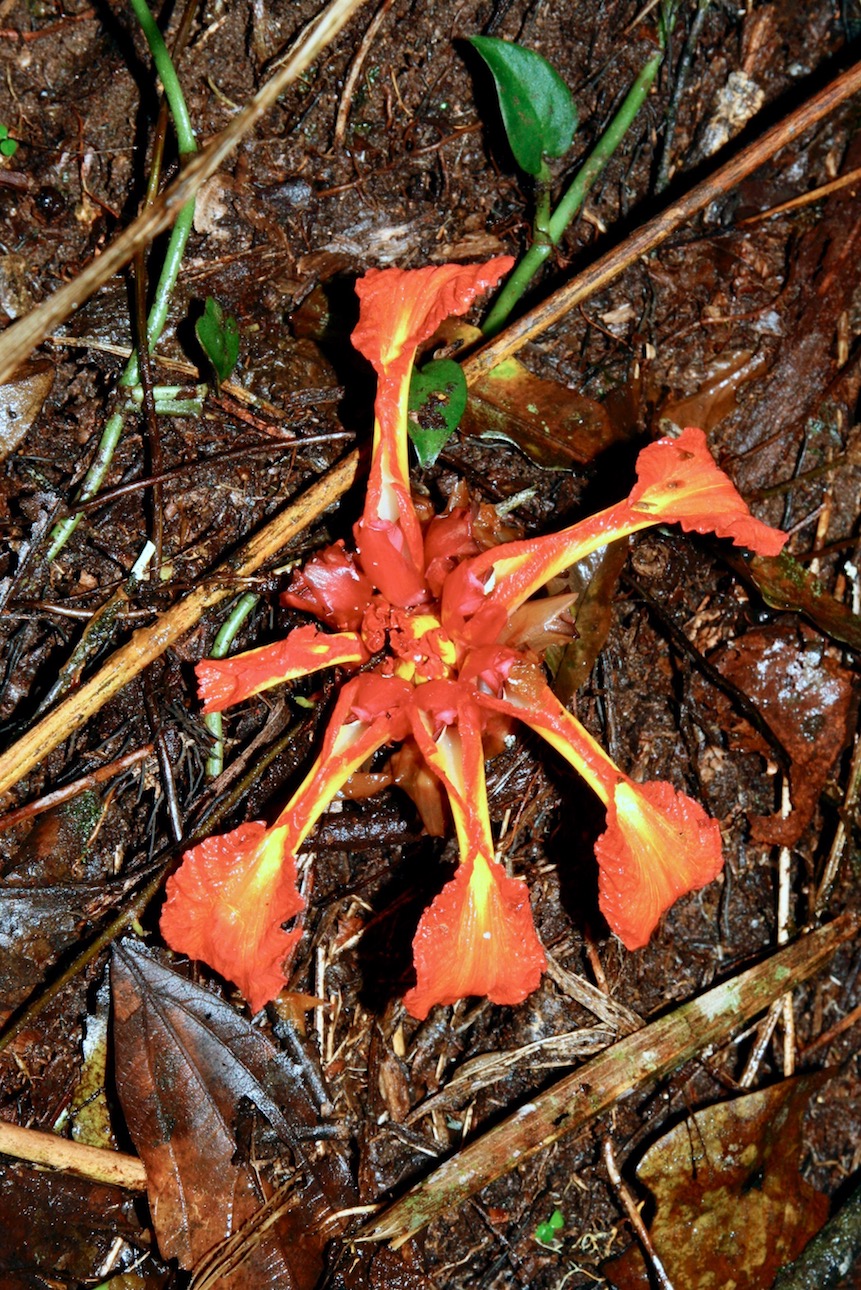 Image of Etlingera coccinea specimen.